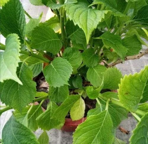 绣球花的修剪视频教程,视频教程详解