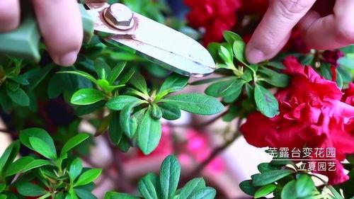 杜鹃花怎样修剪视频,视频教程精华概述